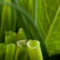 Aux Herbes