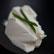 Fromage